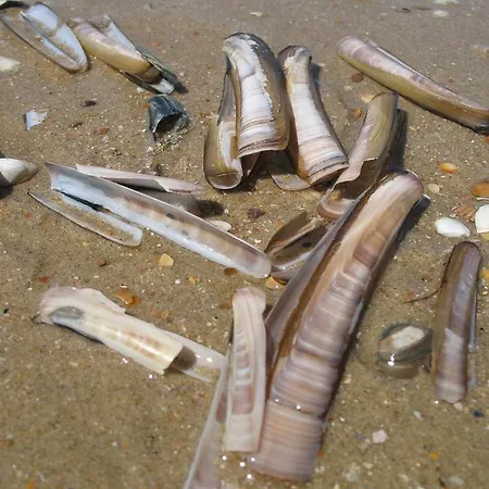 Four Seasons Zuiderstraat