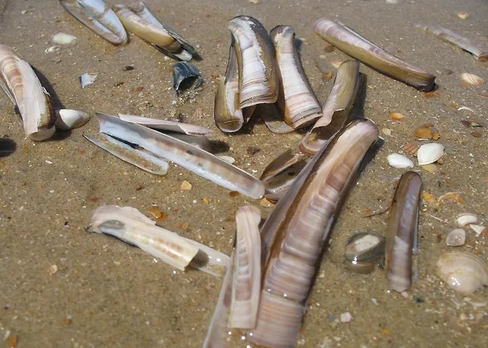 Four Seasons Zuiderstraat