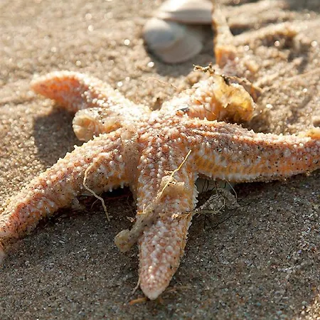 Four Seasons Zuiderstraat Apartamento Egmond aan Zee