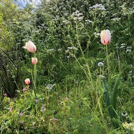 Four Seasons Zuiderstraat *